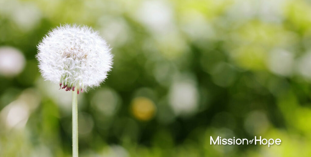 A dandelion with the words mission hope on it.